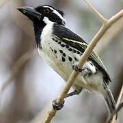 Spot-flanked Barbet