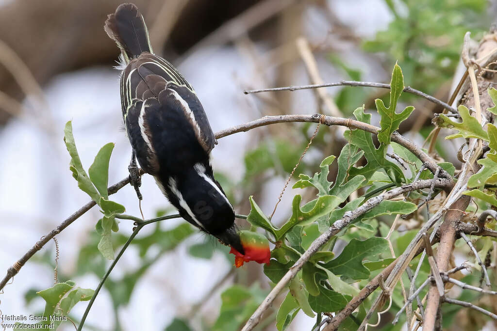 Spot-flanked Barbetadult, identification, pigmentation, feeding habits, eats
