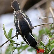 Spot-flanked Barbet