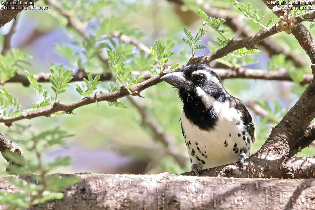 Spot-flanked Barbetadult