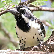 Spot-flanked Barbet