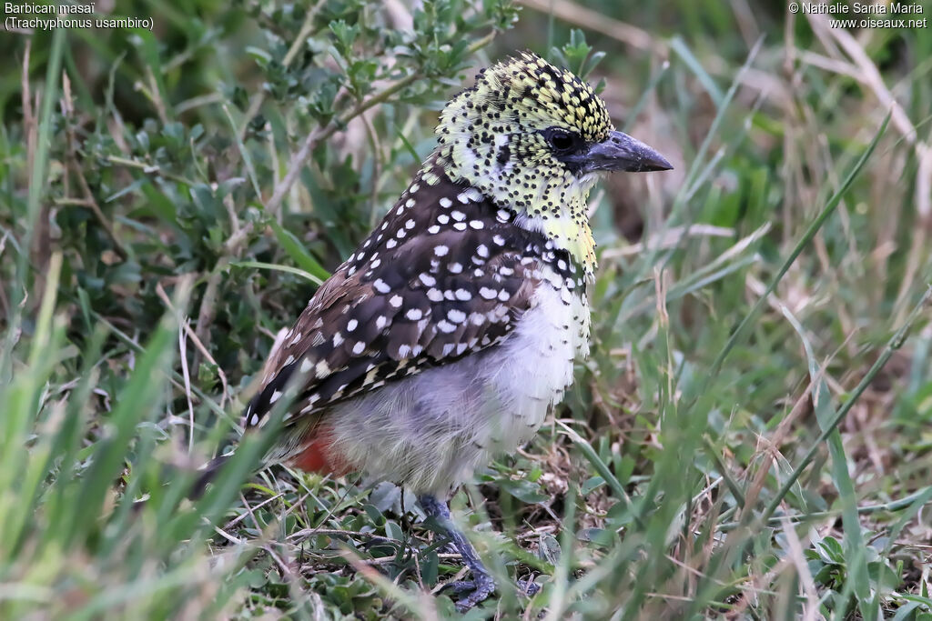 Usambiro Barbetadult, identification, habitat