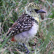 Usambiro Barbet