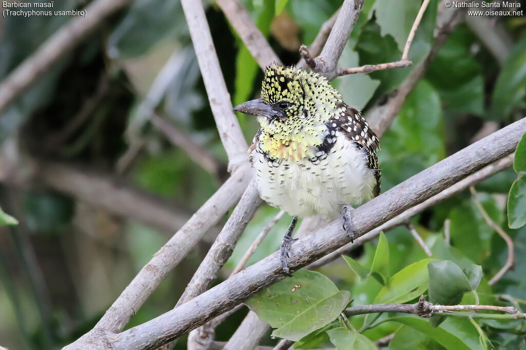 Barbican masaïadulte, identification, habitat