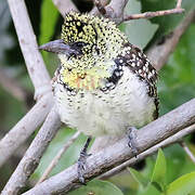 Usambiro Barbet