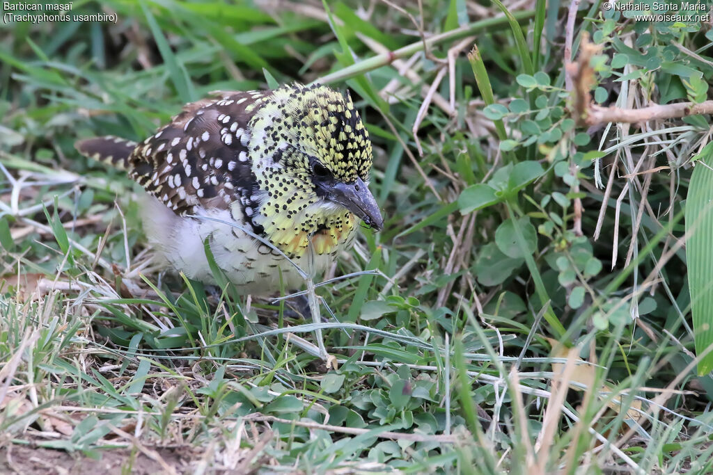 Usambiro Barbetadult, identification, habitat, feeding habits