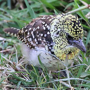 Usambiro Barbet