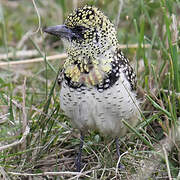 Usambiro Barbet