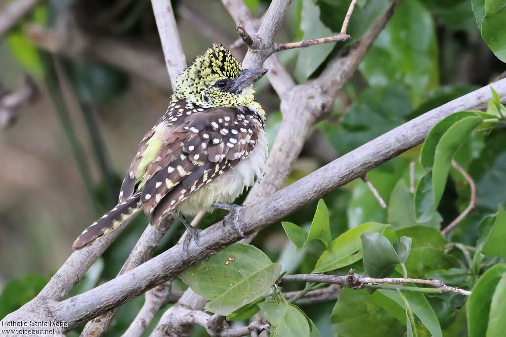 Usambiro Barbetadult, identification