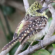 Usambiro Barbet