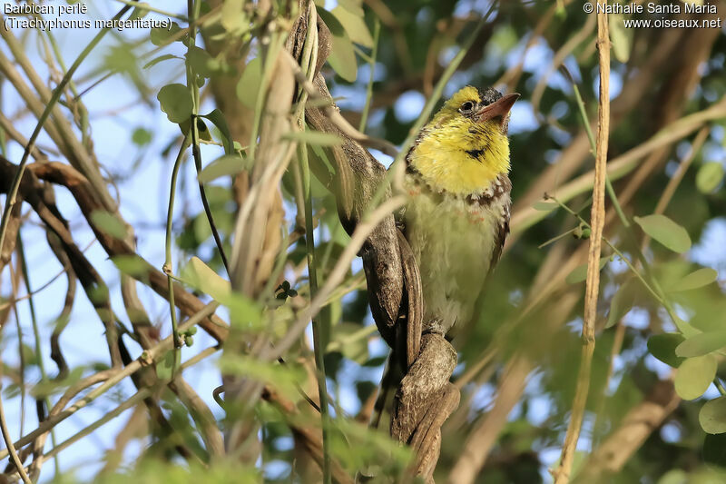 Yellow-breasted Barbetadult, habitat