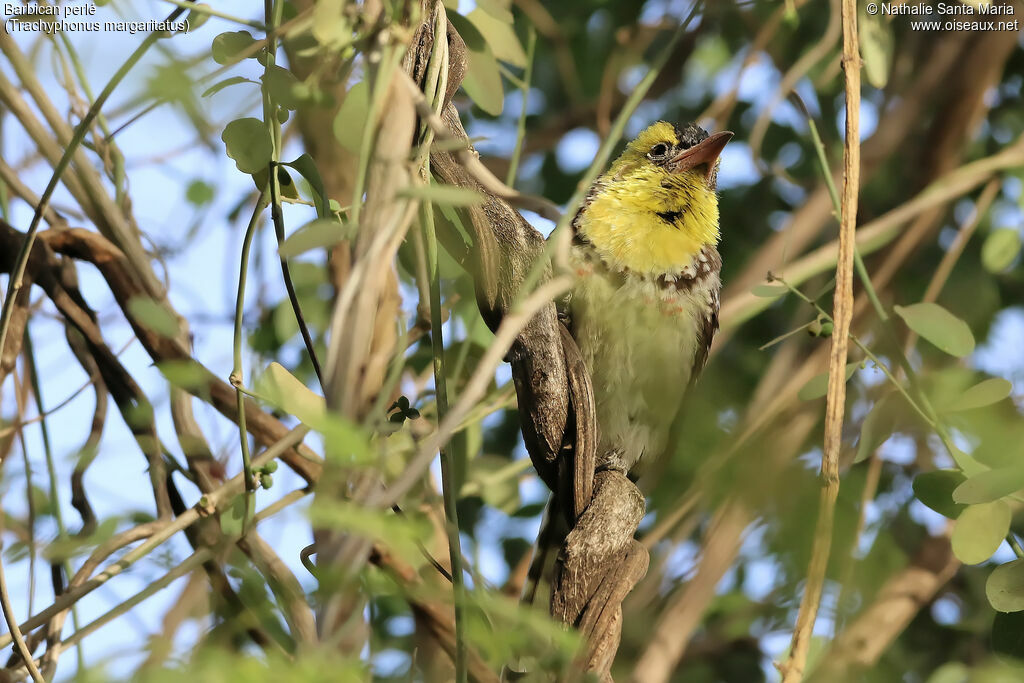 Yellow-breasted Barbetadult, habitat