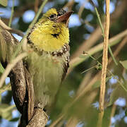 Yellow-breasted Barbet