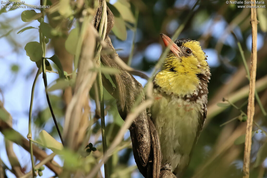 Yellow-breasted Barbetadult, close-up portrait