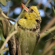 Yellow-breasted Barbet