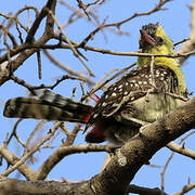 Yellow-breasted Barbet