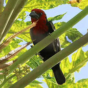 Black-billed Barbet