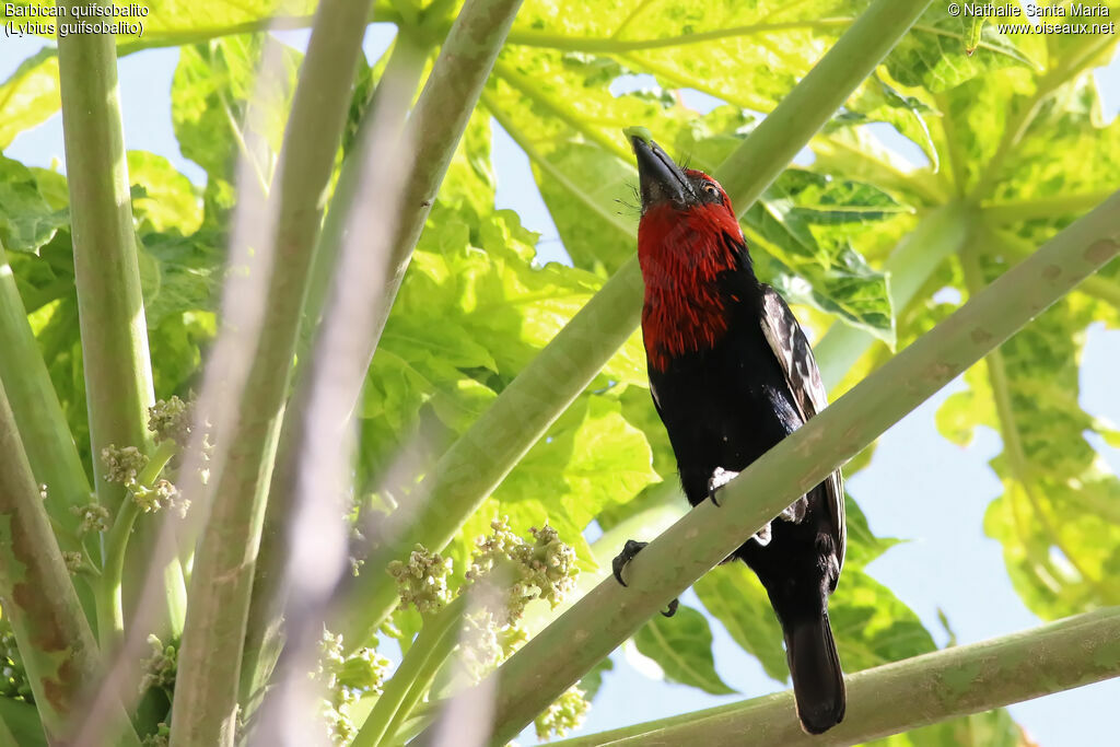 Black-billed Barbetadult, identification, habitat, feeding habits, eats