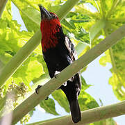 Black-billed Barbet