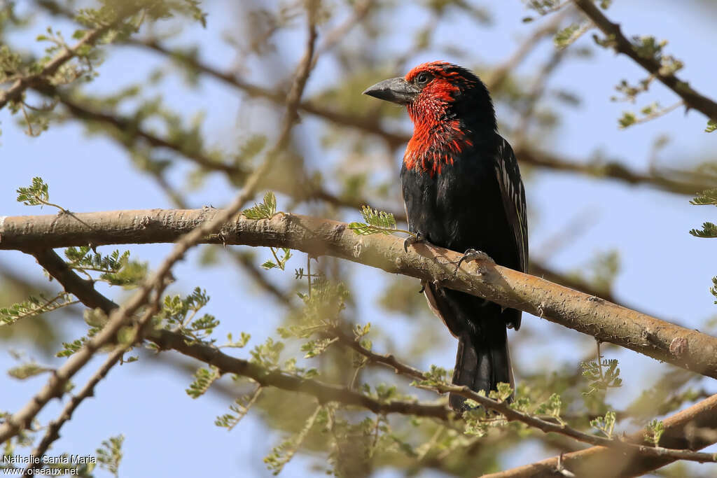 Black-billed Barbetadult