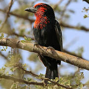 Black-billed Barbet