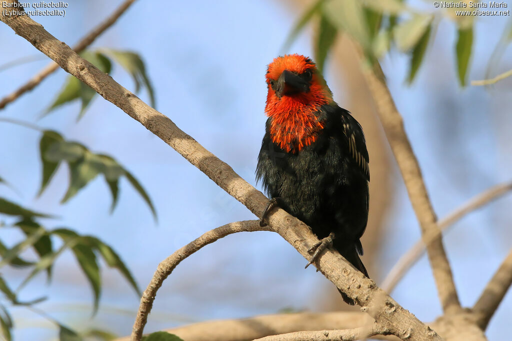 Black-billed Barbetadult, identification