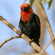 Black-billed Barbet