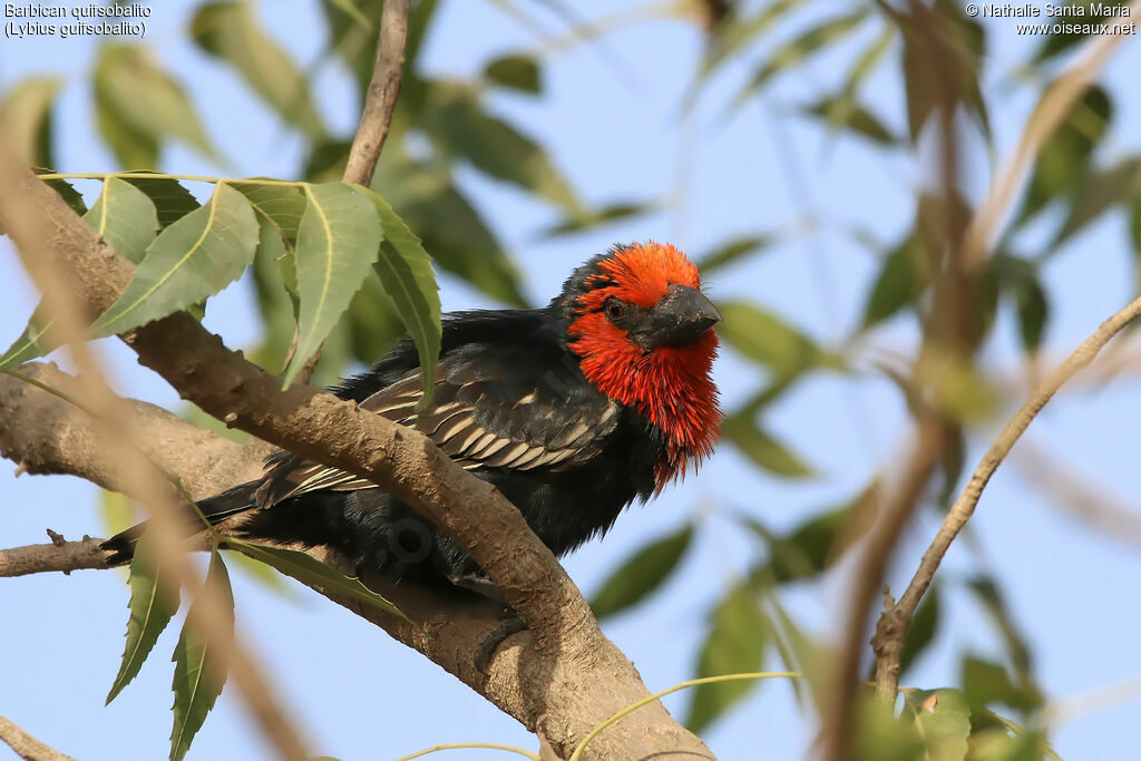 Black-billed Barbetadult, identification, habitat