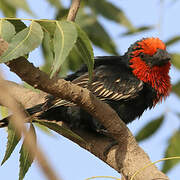 Black-billed Barbet