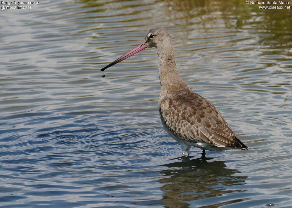 Black-tailed Godwitadult post breeding, identification, habitat, aspect, fishing/hunting