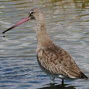 Black-tailed Godwit