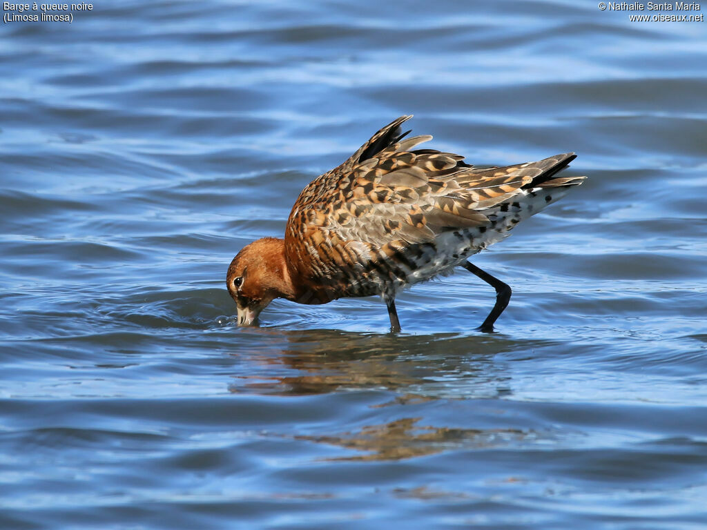 Black-tailed Godwitadult breeding, identification, walking, fishing/hunting