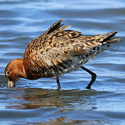 Black-tailed Godwit