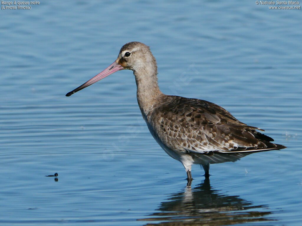 Black-tailed Godwitadult post breeding, identification, close-up portrait, walking, Behaviour