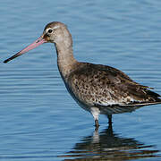 Black-tailed Godwit