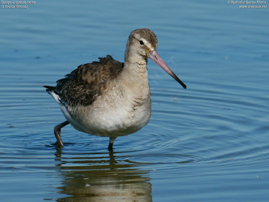 Black-tailed Godwitadult post breeding, identification, habitat, walking, Behaviour