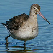 Black-tailed Godwit