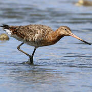 Black-tailed Godwit