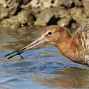 Black-tailed Godwit