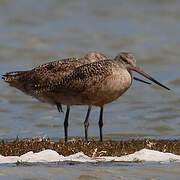 Marbled Godwit