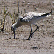 Bar-tailed Godwit