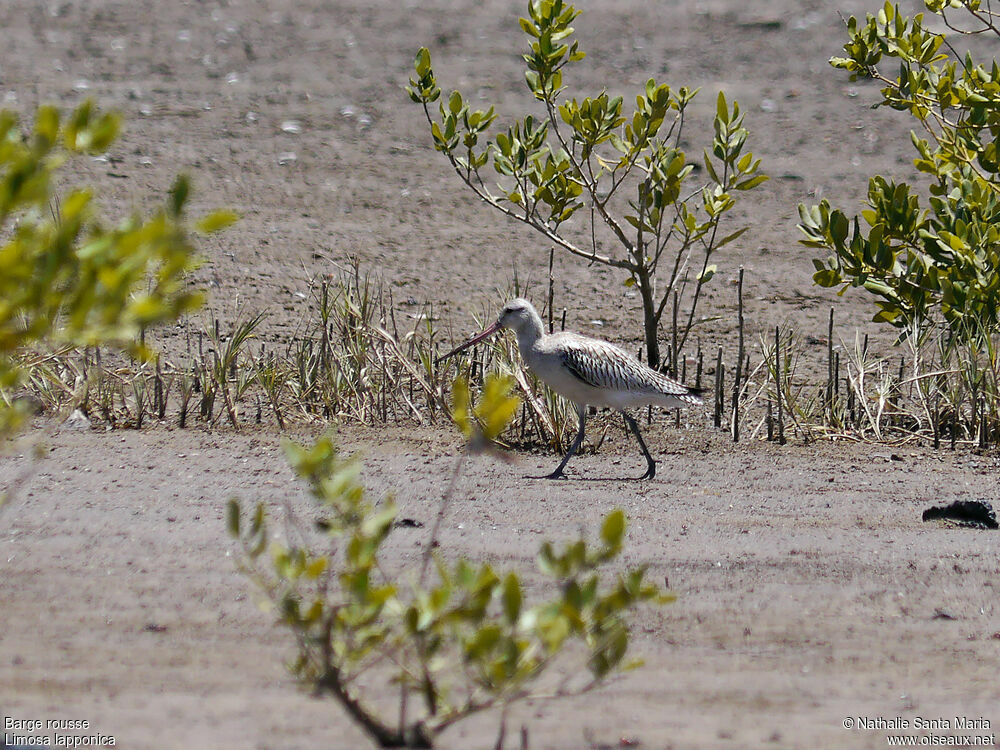 Bar-tailed Godwitadult post breeding, habitat, walking