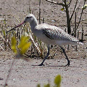 Bar-tailed Godwit