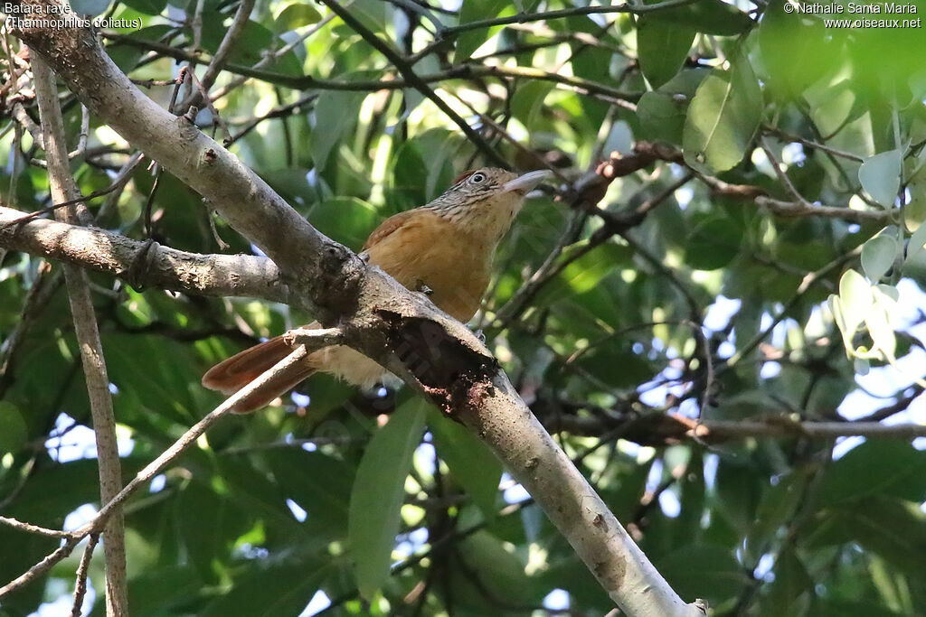 Batara rayé femelle adulte, habitat