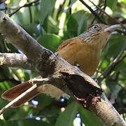 Barred Antshrike