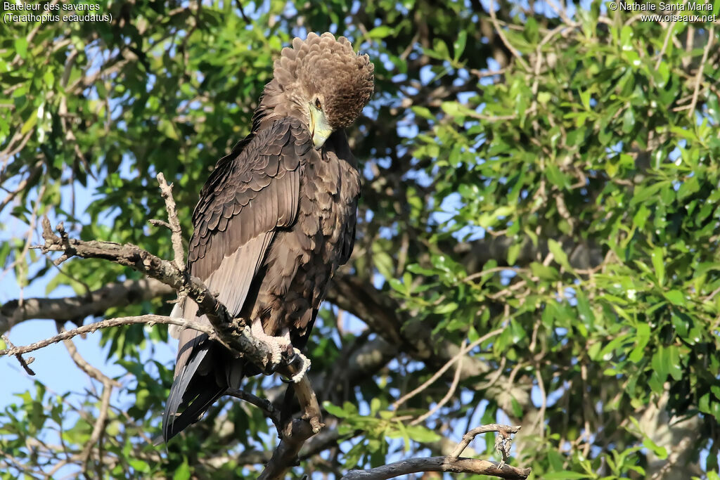 Bateleur des savanesimmature, identification, habitat, soins