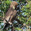 Bateleur des savanes