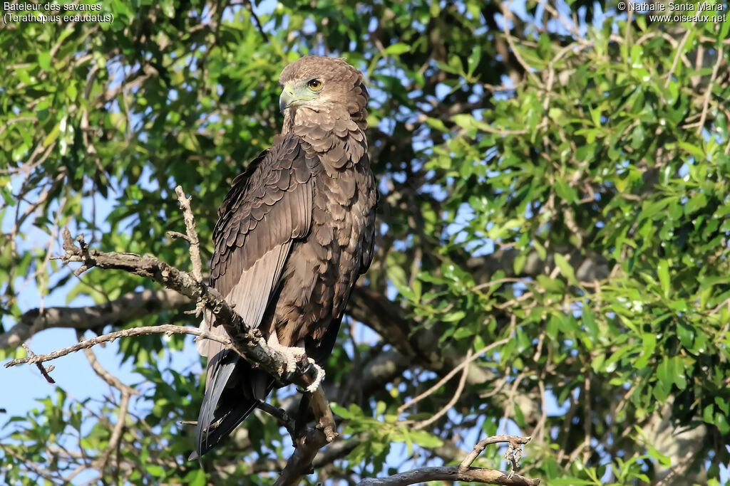 Bateleur des savanesimmature, identification, habitat