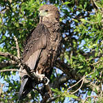 Bateleur des savanes