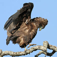 Bateleur des savanes